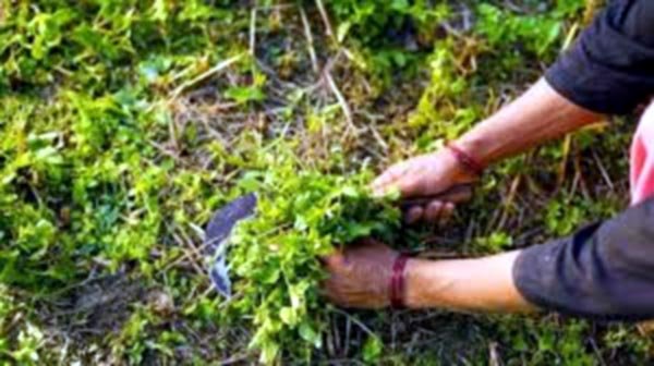 6 lakh farmers join organic farming portal