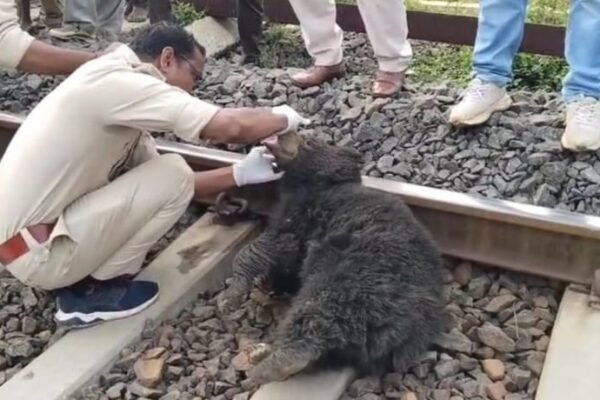 Tragedy at Rail Track: Bear Cub Killed by Train in Sanjay Tiger Reserve